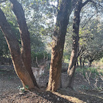 Photo n° 1 de l'avis de Anghjulina.a fait le 03/02/2023 à 20:24 pour Corsica Zoo à Olmeta-di-Tuda