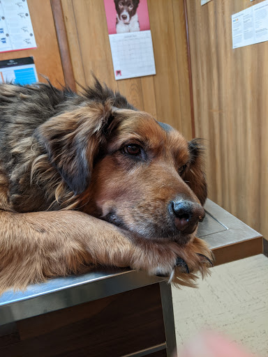 Keystone Pet Hospital image