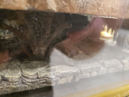 Museum «Renton History Museum», reviews and photos, 235 Mill Ave S, Renton, WA 98057, USA