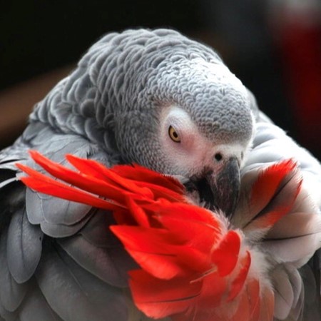 Pet Store «Animal Lovers Pet Shop», reviews and photos, 24028 Vista Montana, Torrance, CA 90505, USA