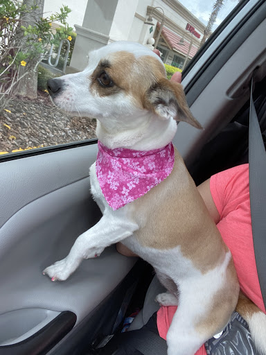 Pet Supply Store «Le Pup Pet Supplies and Grooming - Clermont», reviews and photos, 4359 S Hwy 27, Clermont, FL 34711, USA