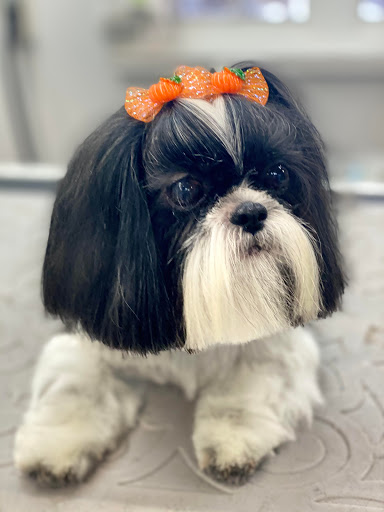 Pet Store «Canine Carousel», reviews and photos, 43135 Broadlands Center Plaza #129, Ashburn, VA 20148, USA