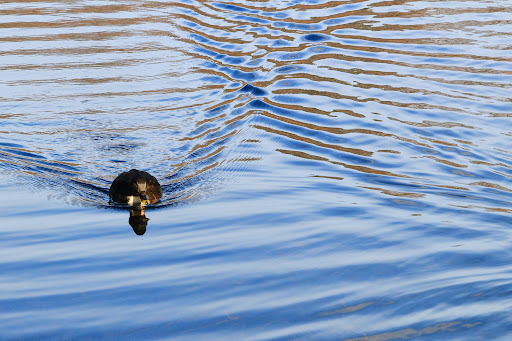 Park «Town of Arlington Menotomy Rocks Park», reviews and photos, 129 Jason St, Arlington, MA 02476, USA