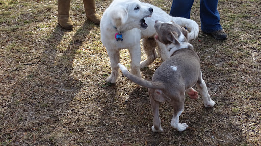 Dog Trainer «Awesome Dawgs Dog Training LLC», reviews and photos, 3052 Pricetown Rd, Temple, PA 19560, USA