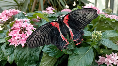 Jardins des Papillons à Hunawihr