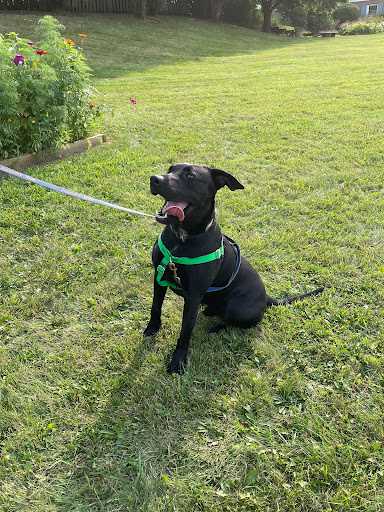 Subaru Dealer «Brilliance Subaru», reviews and photos, 1500 N Randall Rd, Elgin, IL 60123, USA