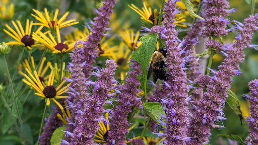Tourist Attraction «Blithewold Mansion, Gardens & Arboretum», reviews and photos, 101 Ferry Rd, Bristol, RI 02809, USA