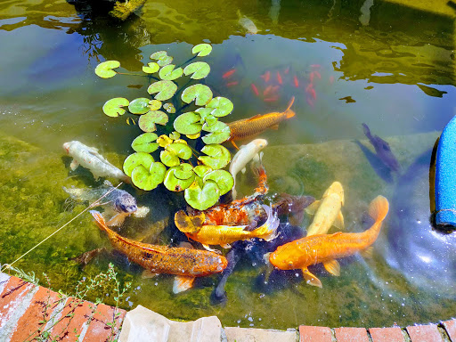 Florist «Loose Caboose LLC», reviews and photos, 18492 E Telegraph Rd, Santa Paula, CA 93060, USA