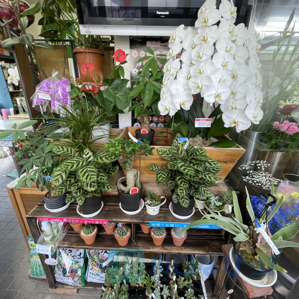 フラワーショップ 花貴 埼玉県川口市芝下 花屋 花 グルコミ