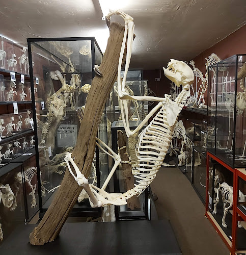 Yorkshire Skeleton Museum - Doncaster