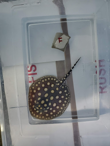 Tropical Fish Store «KHC Aquarium», reviews and photos, 150-1 Northern Blvd, Flushing, NY 11354, USA