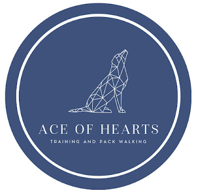 Ace of hearts - Training & pack walking