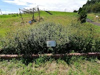 万葉植物エリア