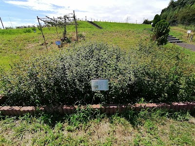 万葉植物エリア