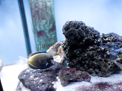 Tropical Fish Store «Something Fishy», reviews and photos, 954 S Wayne Rd, Westland, MI 48186, USA