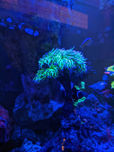 Cocktail Bar «Moloko», reviews and photos, 3967 N Mississippi Ave, Portland, OR 97227, USA