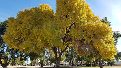 Park «Cactus Park», reviews and photos, 3801 W Cactus Rd, Phoenix, AZ 85029, USA