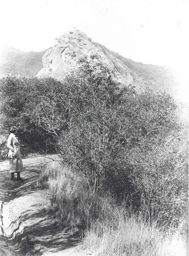 Pet Supply Store «Cats and Dogs - Pet Supplies & Grooming», reviews and photos, 2833 Hyperion Ave, Los Angeles, CA 90027, USA