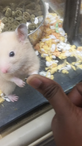 Pet Supply Store «PetSmart», reviews and photos, 400 S State Rd, Springfield, PA 19064, USA