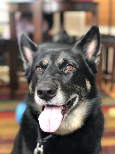 Pet Supply Store «Petco Animal Supplies», reviews and photos, 474 228th Ave NE, Sammamish, WA 98074, USA