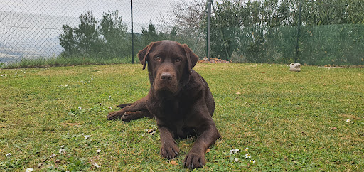 Pensioni per cani e dog hotel a DOG HOUSE - ANCONA