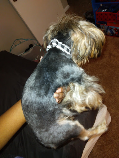 Pet Supply Store «PetSmart», reviews and photos, 860 Cobb Pl Blvd NW, Kennesaw, GA 30144, USA