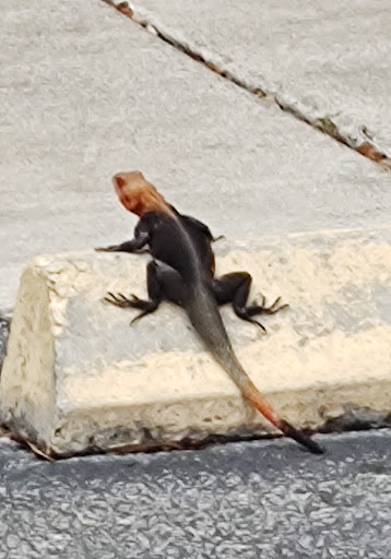 Shopping Mall «12th St Plaza», reviews and photos, 1275 US-1, Vero Beach, FL 32960, USA