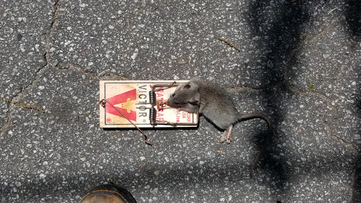 Pest Control Service «Attic Kings», reviews and photos