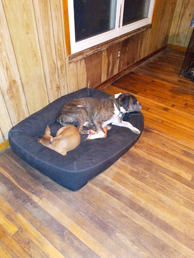 Pet Supply Store «Petco Animal Supplies», reviews and photos, 660 Chestnut Commons Dr, Elyria, OH 44035, USA