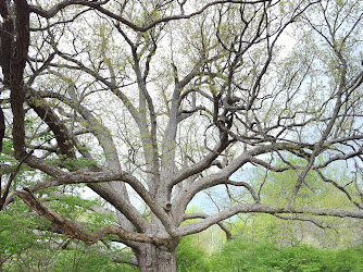 Clark County's Oldest Living Tree