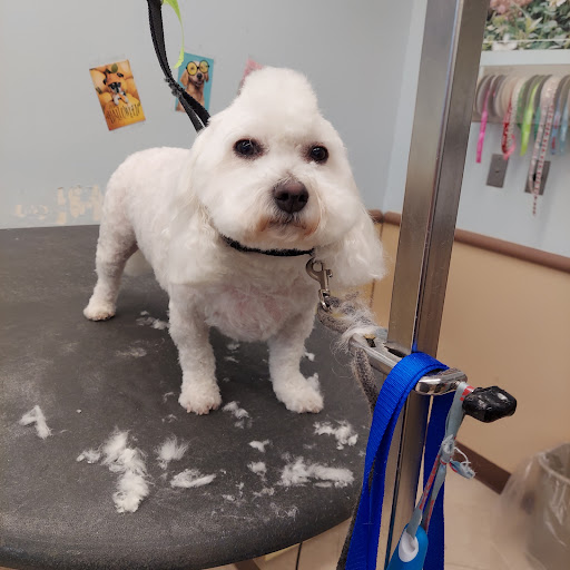 Pet Supply Store «PetSmart», reviews and photos, 16514 SW 88th St, Kendall, FL 33196, USA