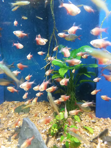 Pet Store «Olathe Pet Shop», reviews and photos, 16651 151st St, Olathe, KS 66062, USA