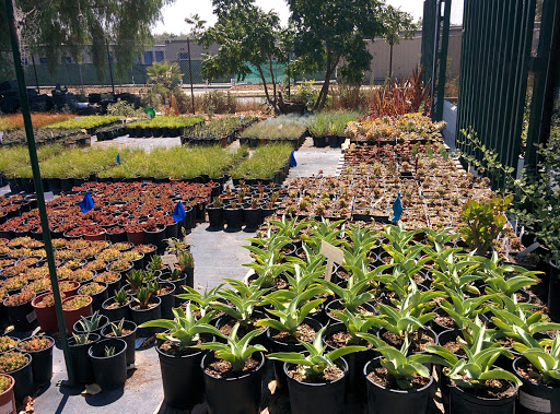 Our City Forest Community Nursery