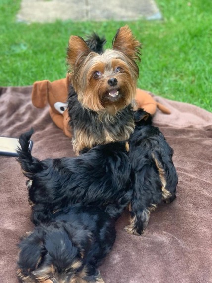 Goldies Yorkies