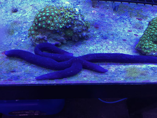 Tropical Fish Store «Reef Oasis», reviews and photos, 7669 Mentor Ave, Mentor, OH 44060, USA