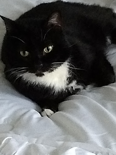 Animal Protection Organization «Butler County Humane Society», reviews and photos