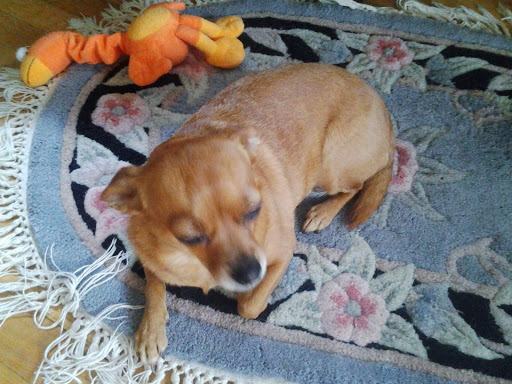 Pet Supply Store «Pet Supplies Plus», reviews and photos, 5300 N Port Washington Rd, Glendale, WI 53217, USA