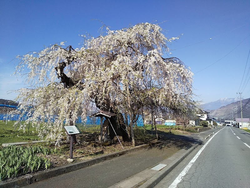 二ツ石のしだれ桜