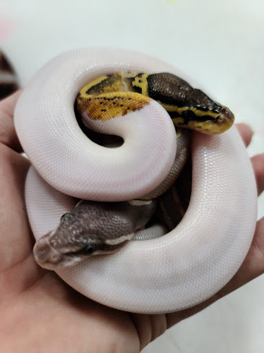 Pet Groomer «Pet World», reviews and photos, 4033 W Mercury Blvd, Hampton, VA 23666, USA