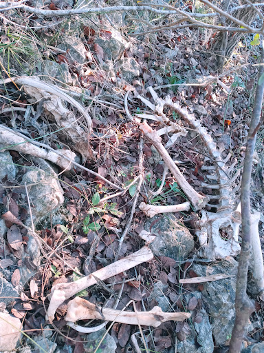 Park «Bamberger Nature Park», reviews and photos, 12401 Babcock Rd, San Antonio, TX 78249, USA