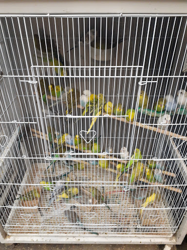 Pet Store «El Granero Pet Shop», reviews and photos, 15700 Atlantic Ave, Compton, CA 90221, USA