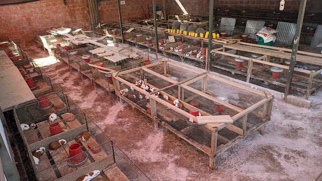 Granja de QUILLA CUY - Tienda de ultramarinos