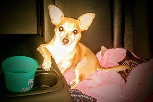 Bieber Animal Hospital image