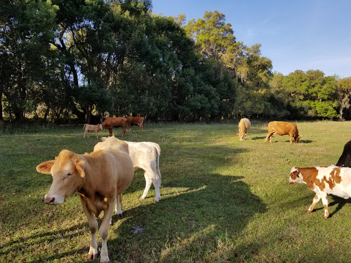 Theme Park «TreeHoppers Aerial Adventure Park», reviews and photos, 27839 St Joe Rd, Dade City, FL 33525, USA