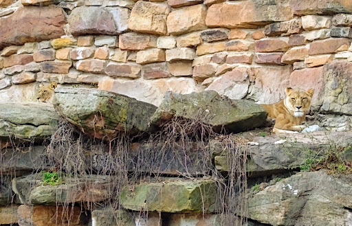 Zoo «Fort Worth Zoo», reviews and photos, 1989 Colonial Pkwy, Fort Worth, TX 76110, USA