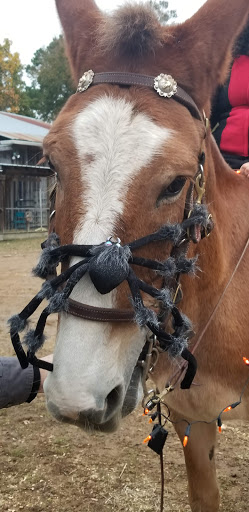 Horseback Riding Service «Long C Trails», reviews and photos, 8959 Hanes Rd, Westmoreland, TN 37186, USA