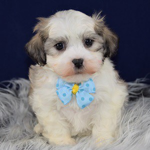 Pet Store «AA Ridgewood Kennels II», reviews and photos, 5401 Lincoln Hwy, Gap, PA 17527, USA