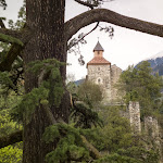 Photo n°3 de l'avis de Nils.h fait le 03/05/2018 à 08:59 sur le  Saxifraga à Tirol