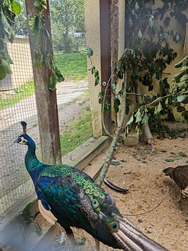 Nature and Wildtierpark Waschleithe unter Grünhain-Beierfeld, 