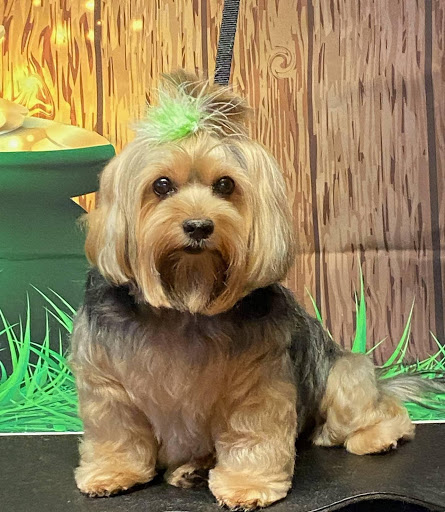 Pet Supply Store «Animal House Grooming & Quality», reviews and photos, 229 W Absecon Blvd, Absecon, NJ 08201, USA